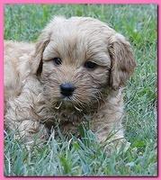 Jolie Ripley puppies 6 weeks old play 011