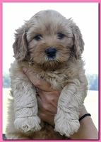 Jolie Ripley puppies 7 weeks old heads 004