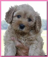 Jolie Ripley puppies 7 weeks old heads 005