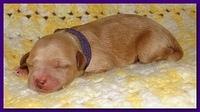 Jolie Ripley puppies 1 day old 3 004