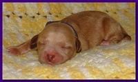 Jolie Ripley puppies 1 day old 3 005