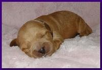 Jolie Ripley puppies 1 week old 061