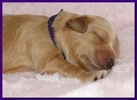 Jolie Ripley puppies 1 week old 063