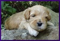 Jolie Ripley puppies 3 weeks old 018