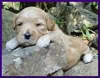 Jolie Ripley puppies 3 weeks old 023