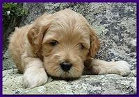 Jolie Ripley puppies 4 weeks old 012