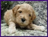 Jolie Ripley puppies 4 weeks old 013
