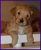 Jolie Ripley puppies 4-5 weeks old 011