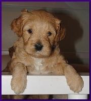Jolie Ripley puppies 4-5 weeks old 013