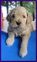 Jolie Ripley puppies 4-5 weeks old 049