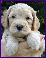 Jolie Ripley puppies 5.5 weeks faces 016