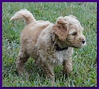 Jolie Ripley puppies 6 weeks old 3 007