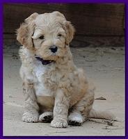 Jolie Ripley puppies 6 weeks old play 010