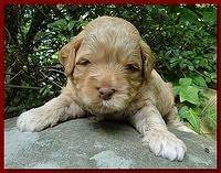 Jolie Ripley puppies 3 weeks old 026