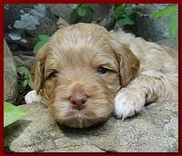 Jolie Ripley puppies 3 weeks old 029