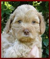 Jolie Ripley puppies 5.5 weeks faces 010