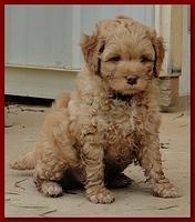 Jolie Ripley puppies 6 weeks old 3 019