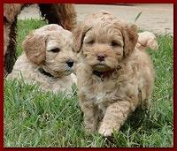 Jolie Ripley puppies 6 weeks old play 005