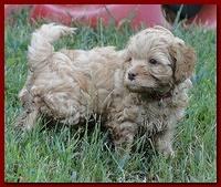 Jolie Ripley puppies 6 weeks old play 030