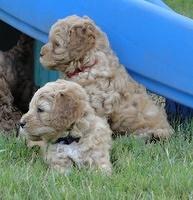 Jolie Ripley puppies 6 weeks old playtime 3 017