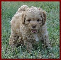 Jolie Ripley puppies 6 weeks old playtime 3 018