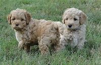 Jolie Ripley puppies 6 weeks old playtime 3 021