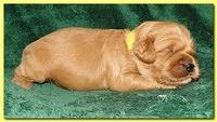 Jolie Ripley puppies 2 weeks old 059