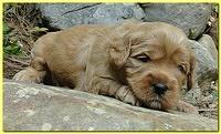 Jolie Ripley puppies 3 weeks old 064
