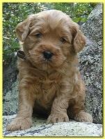 Jolie Ripley puppies 4 weeks old 041