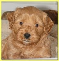 Jolie Ripley puppies 4-5 weeks old 018