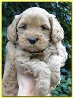 Jolie Ripley puppies 5.5 weeks faces 029