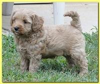 Jolie Ripley puppies 6 weeks old playtime 3 002