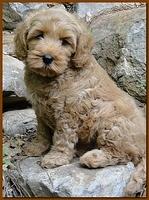 Jolie Ripley puppies 8 weeks old gold 008