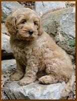 Jolie Ripley puppies 8 weeks old gold 009