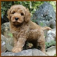 Jolie Ripley puppies 8 weeks old gold 016