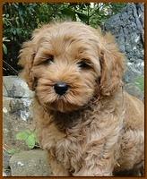 Jolie Ripley puppies 8 weeks old gold 017