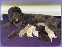 Kenzie Dansby group 4 weeks old 21