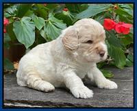 Kenzie Dansby 3 week old 51