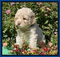 Kenzie Dansby 5 week old 31