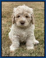 Kenzie Dansby 6 week old 61