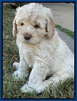 Kenzie Dansby 6 week old 91