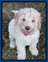 Kenzie Dansby 7 week old 1463