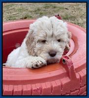 Kenzie Dansby 7 week old 61