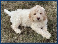 Kenzie Dansby 8 week old 48000