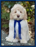 Kenzie Dansby 8 week old 68000