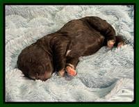 Kenzie Dansby 1 week old 61