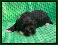 Kenzie Dansby 2 week old 101