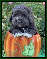 Kenzie Dansby 5 week old 161