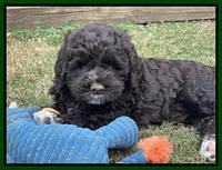 Kenzie Dansby 6 week old 251