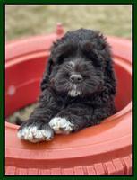 Kenzie Dansby 7 week old 161